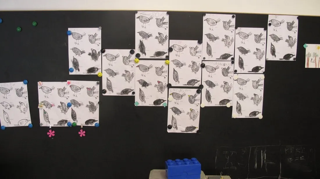 Vellen met getekende vogels, met magneten opgehangen op een zwarte wand.
